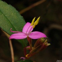 Sonerila rhombifolia Thwaites